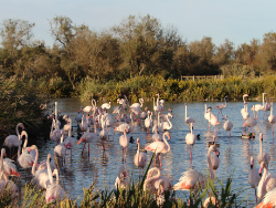 flamingo, camargue, Vogelkunde